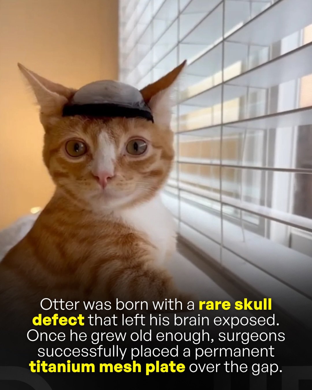 OTTER