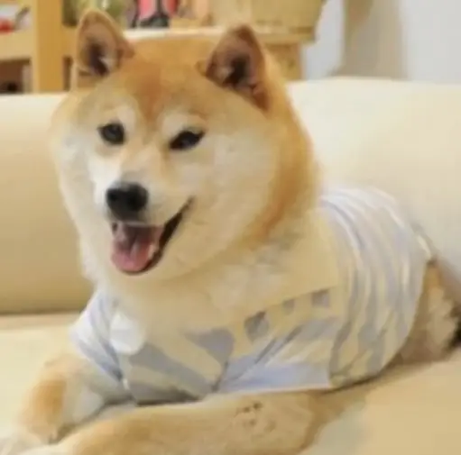 DOGUE