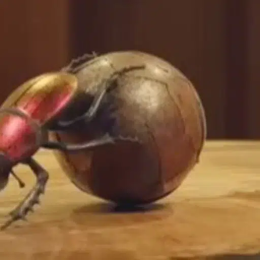 roach