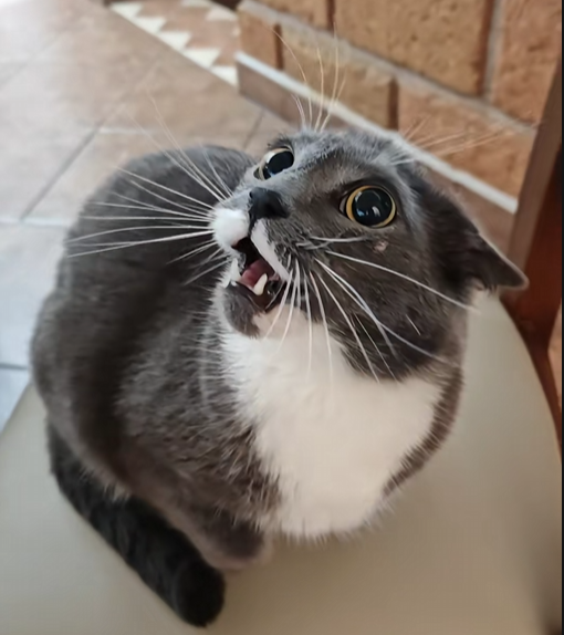 GATO