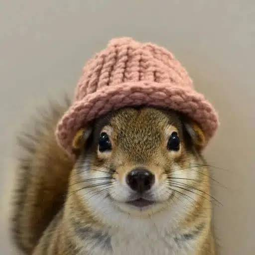 WIFNUT logo