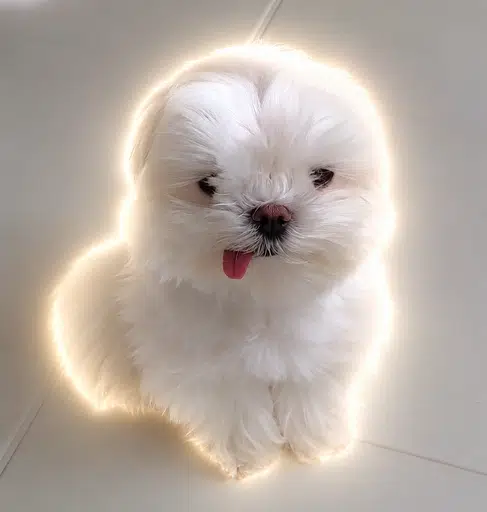 모모