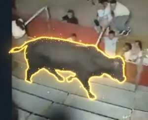 Bull