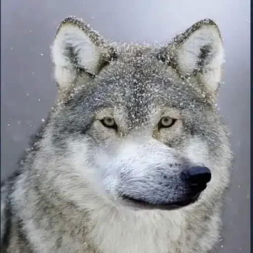 WOFL