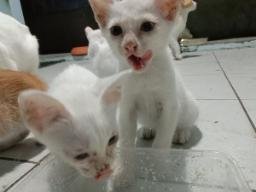 SaveTheCats