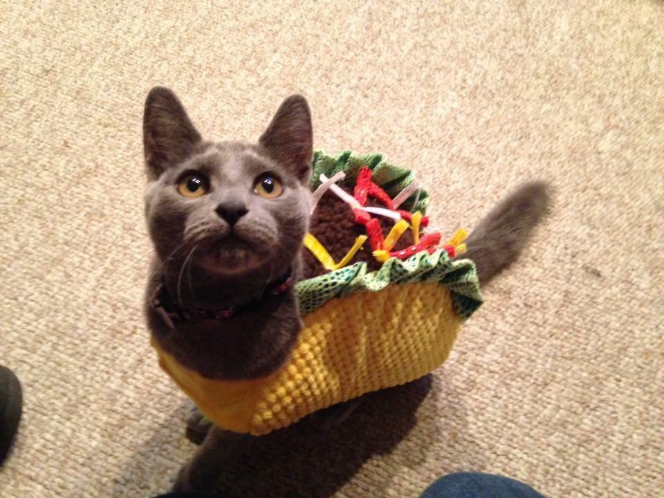 tacoat