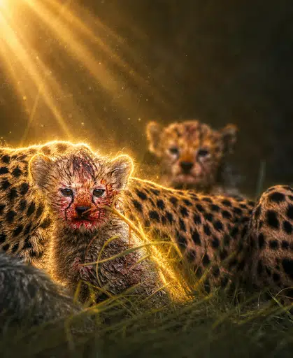 Cheetah