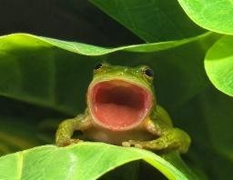 popfrog