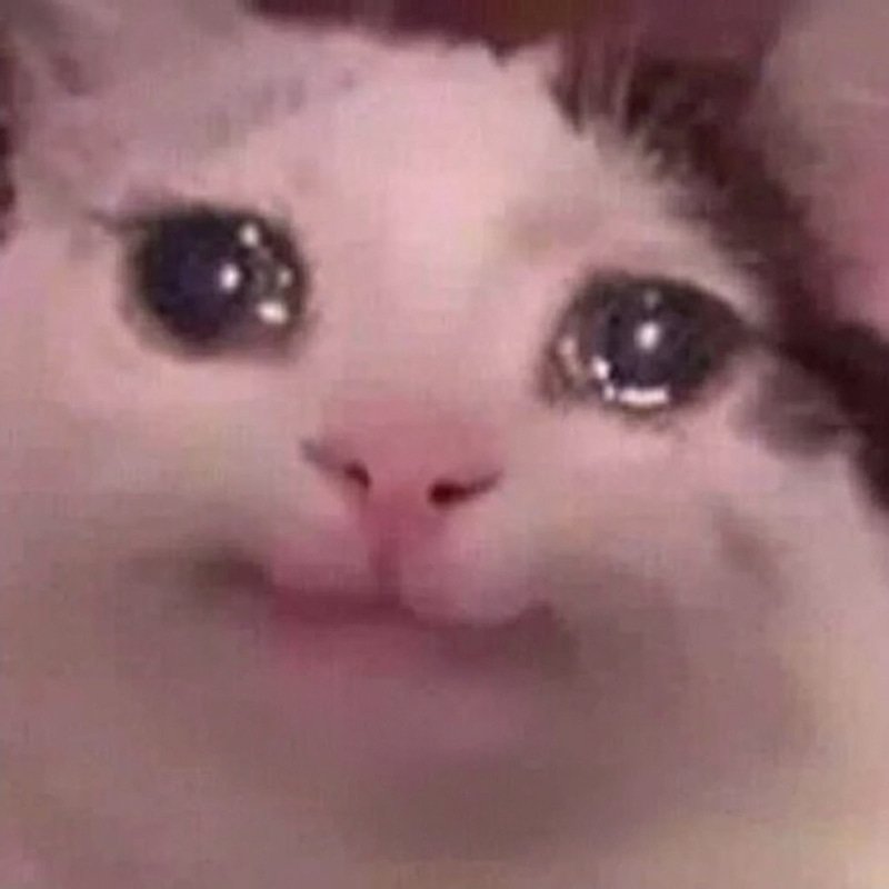 Pain Cat 