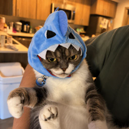 Mochi — Shark Cat Solana token traded by KOLs