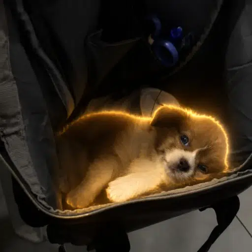 bag
