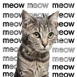 meow
