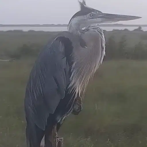Heron