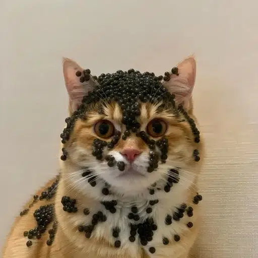 CATVIAR