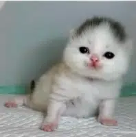 MOGCAT — recently traded by Log on Solana