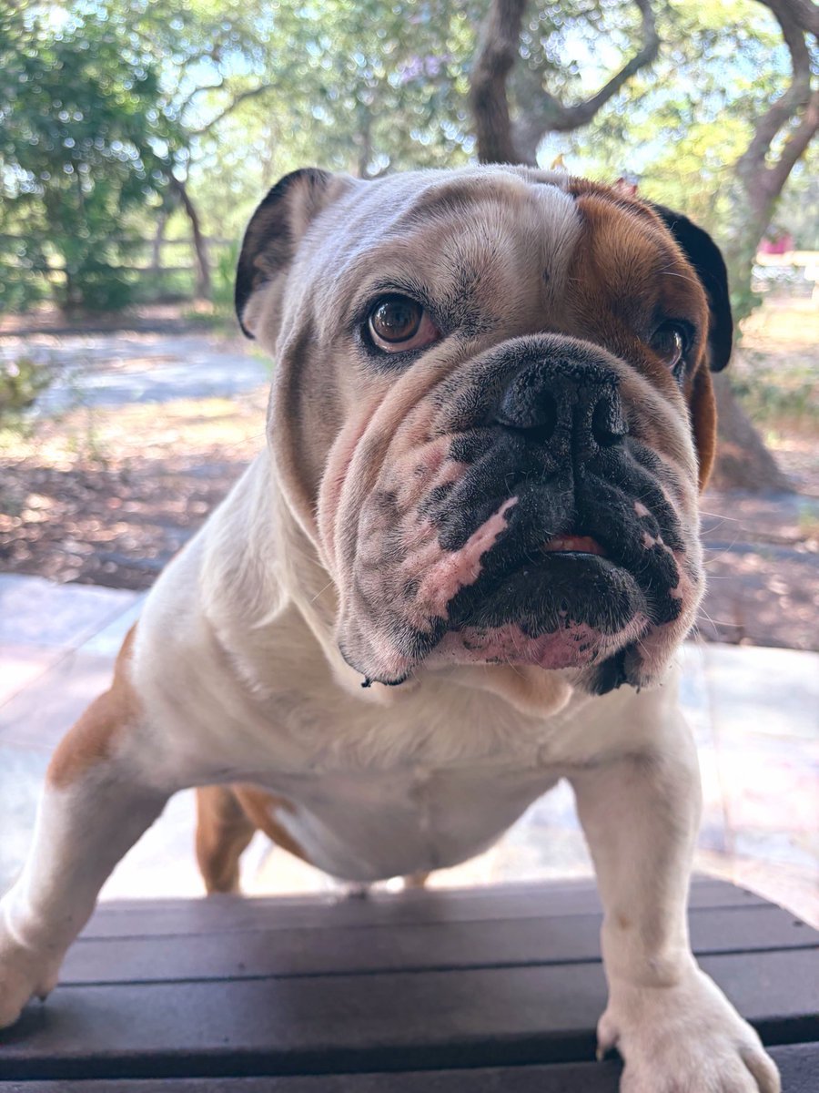 MAXIMUS