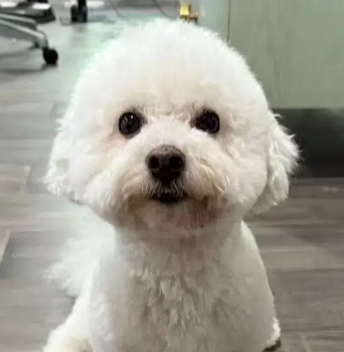 Partydog