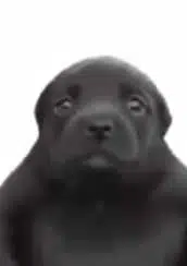 Niggy