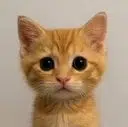 neko