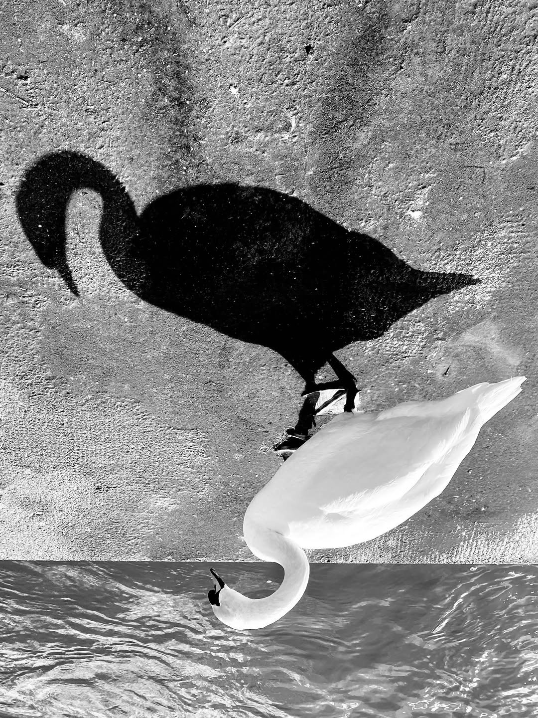 Swan