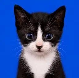 Pawsport