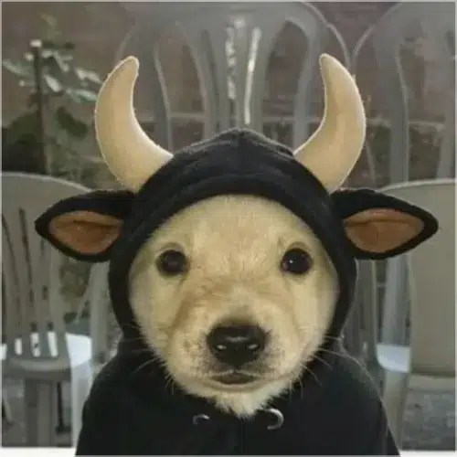 BULLCHUA