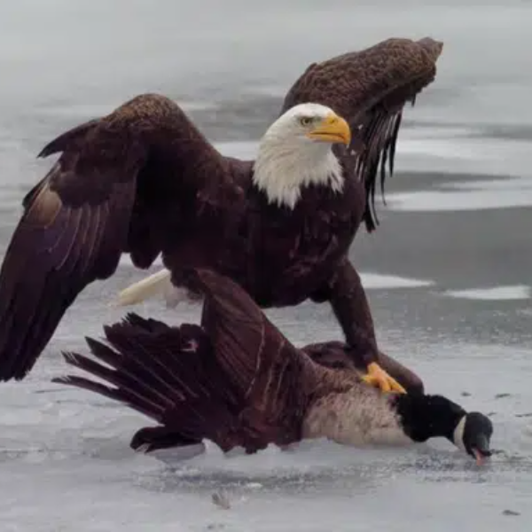 EAGLE