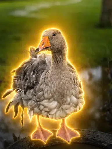GOOSEY