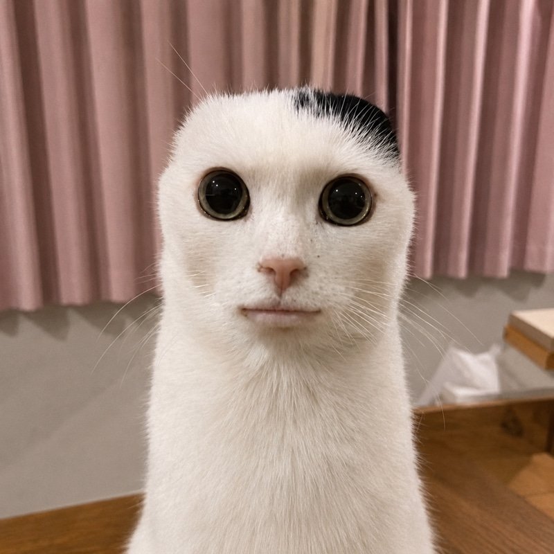 slopcat 