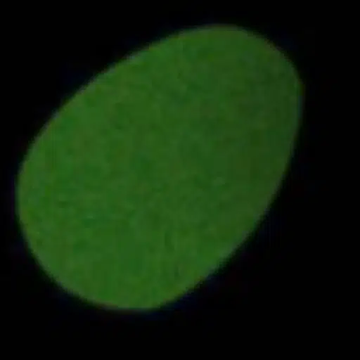 SpudCell