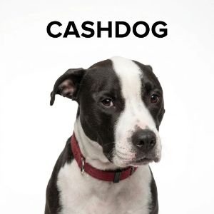 CASHDOG