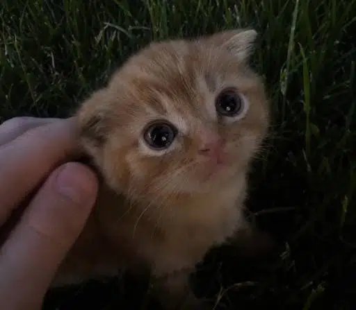 (ᵔ ᵕ ᵔ)