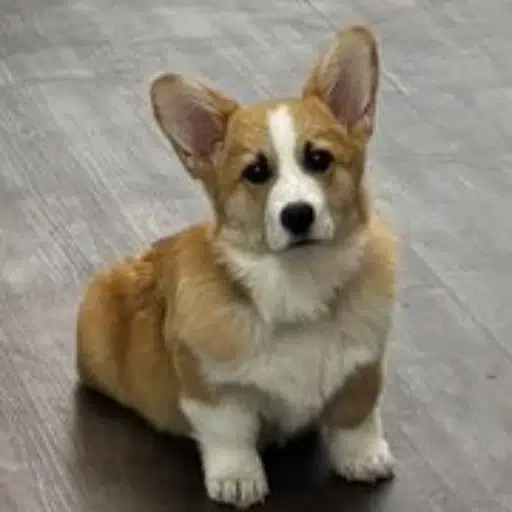 hammy