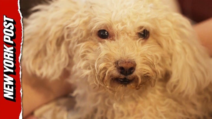 Buddy