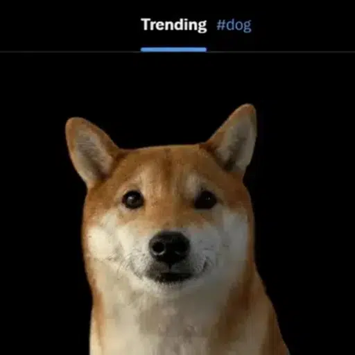 #dog