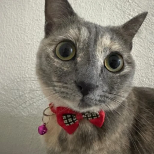 Elizabeth