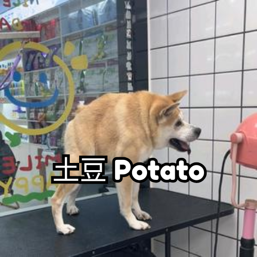 土豆