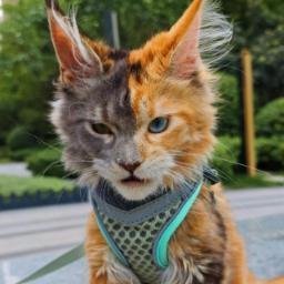 Maine Coon