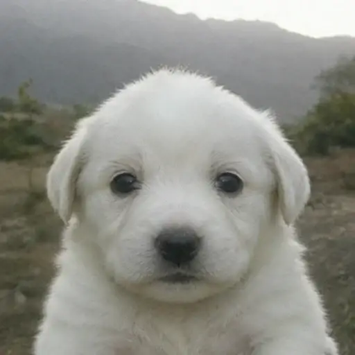 Copito
