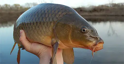 CARP