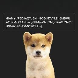 pkdog