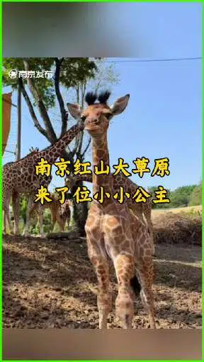 瑞妮