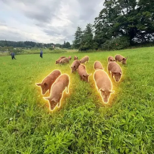 Pigcoin