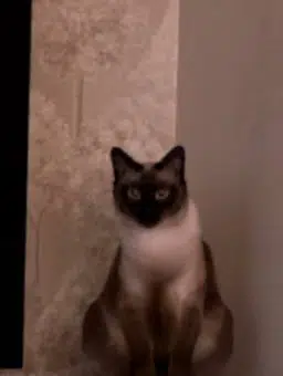 Pari