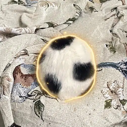 Soccat