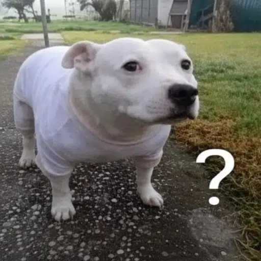 Moo