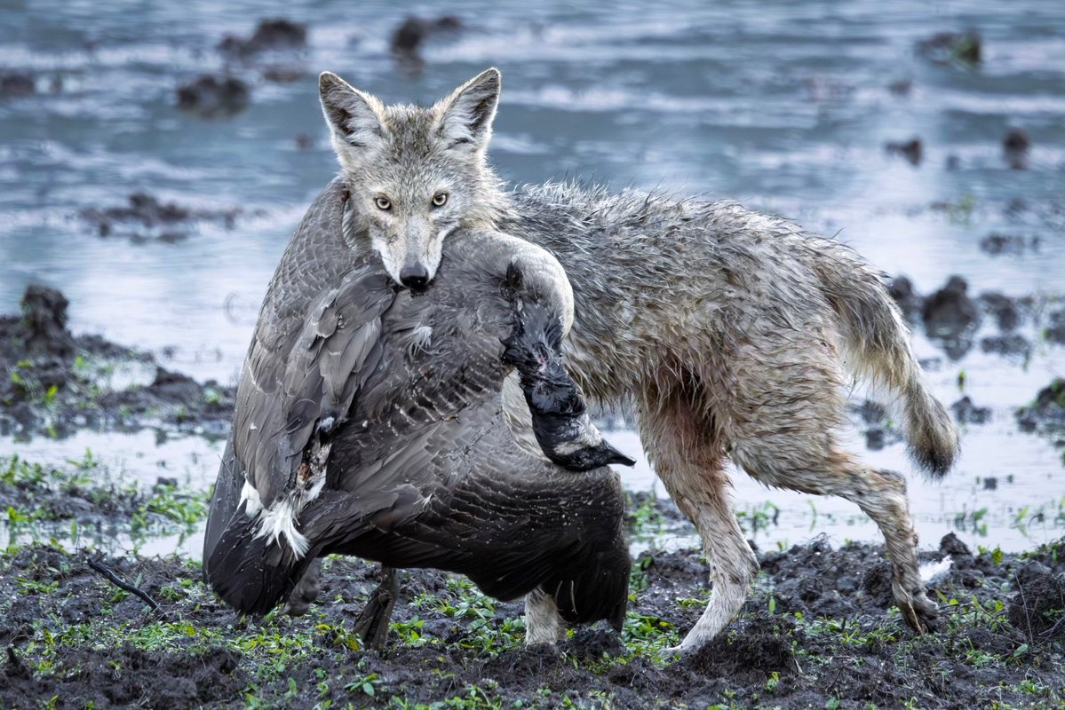 WOLF