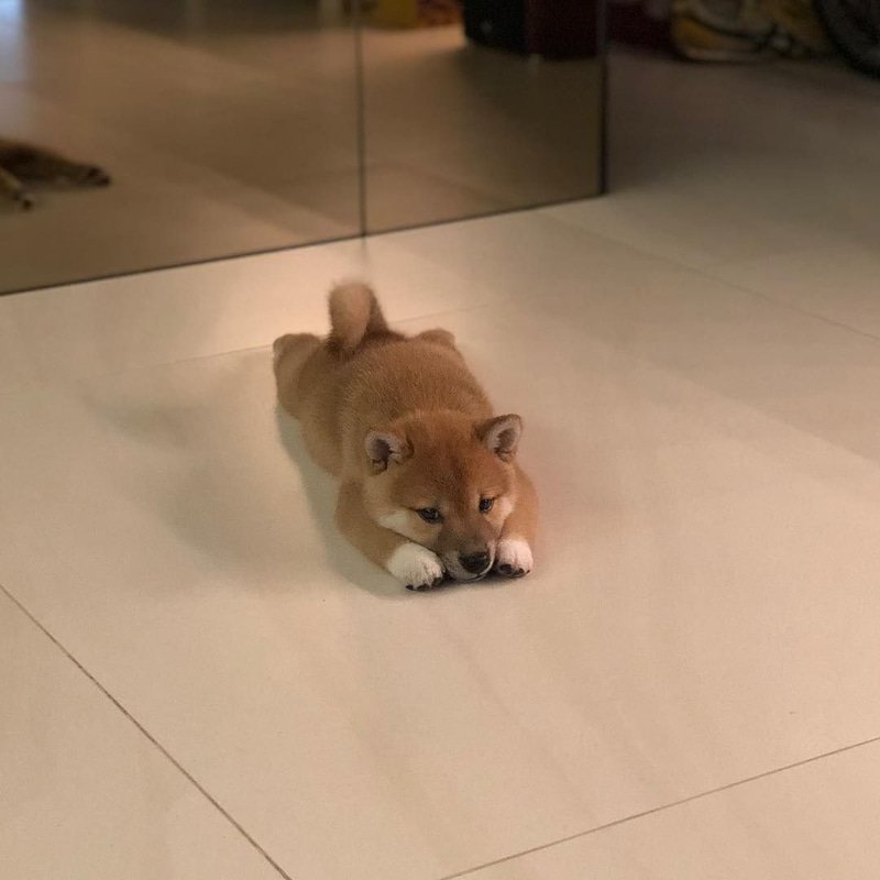 inu