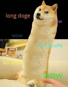 DOOOOOGE