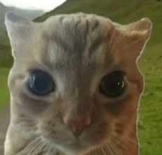 peacecat